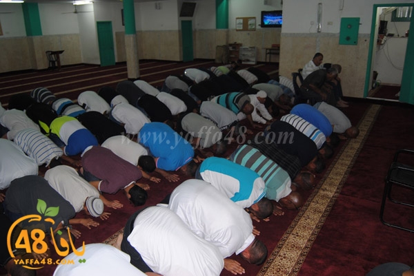 trawe7 zatona (7).JPG